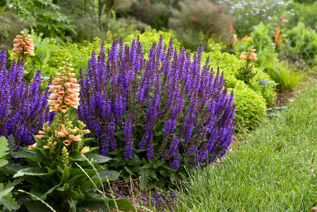 Salvia 'Violet Profusion' (unpatented)