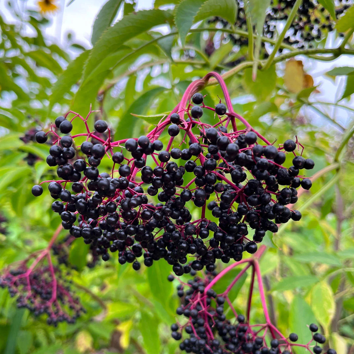 Sureau Blanc - (Sambucus canadensis)