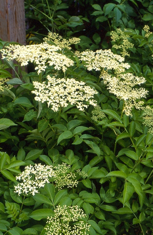 Sureau Blanc - (Sambucus canadensis)