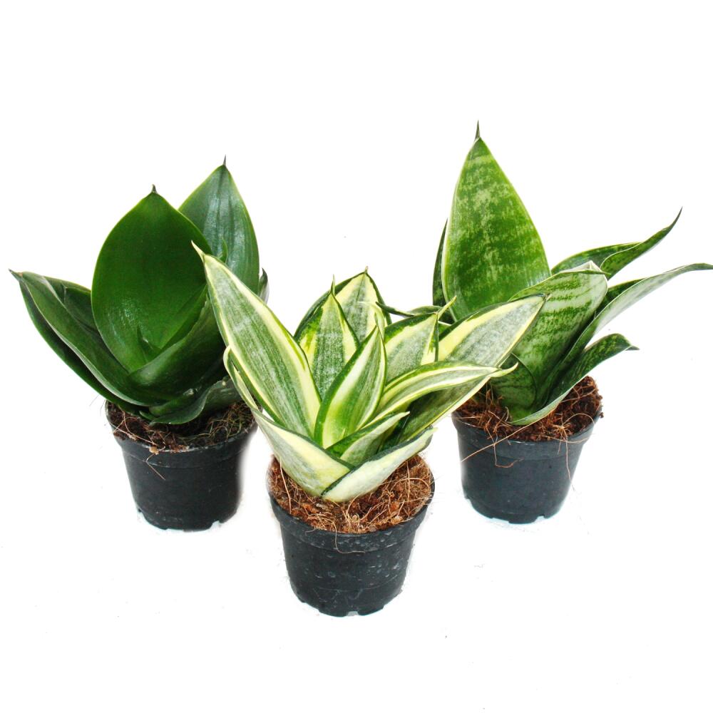 Sansevieria trifasciata hahnii assorties