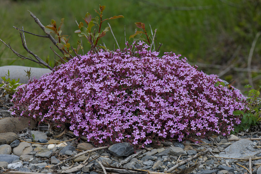 Saponaria ocymoides