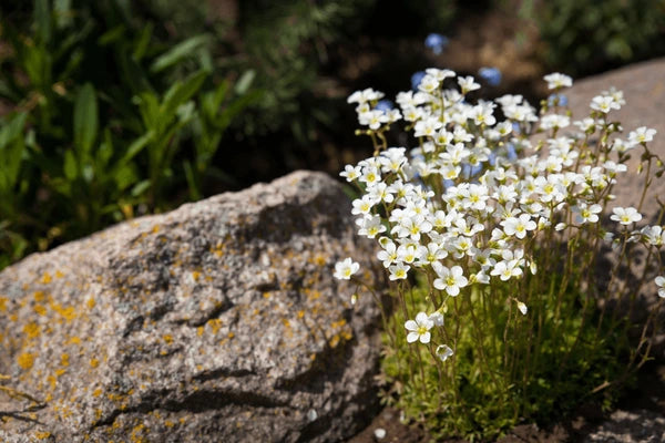 Saxifraga x arendsii 'Spring Snow'