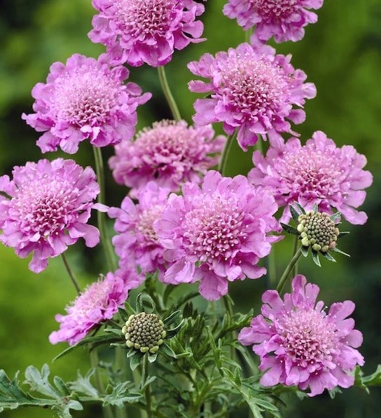 Scabiosa 'Pink Mist' (col.)