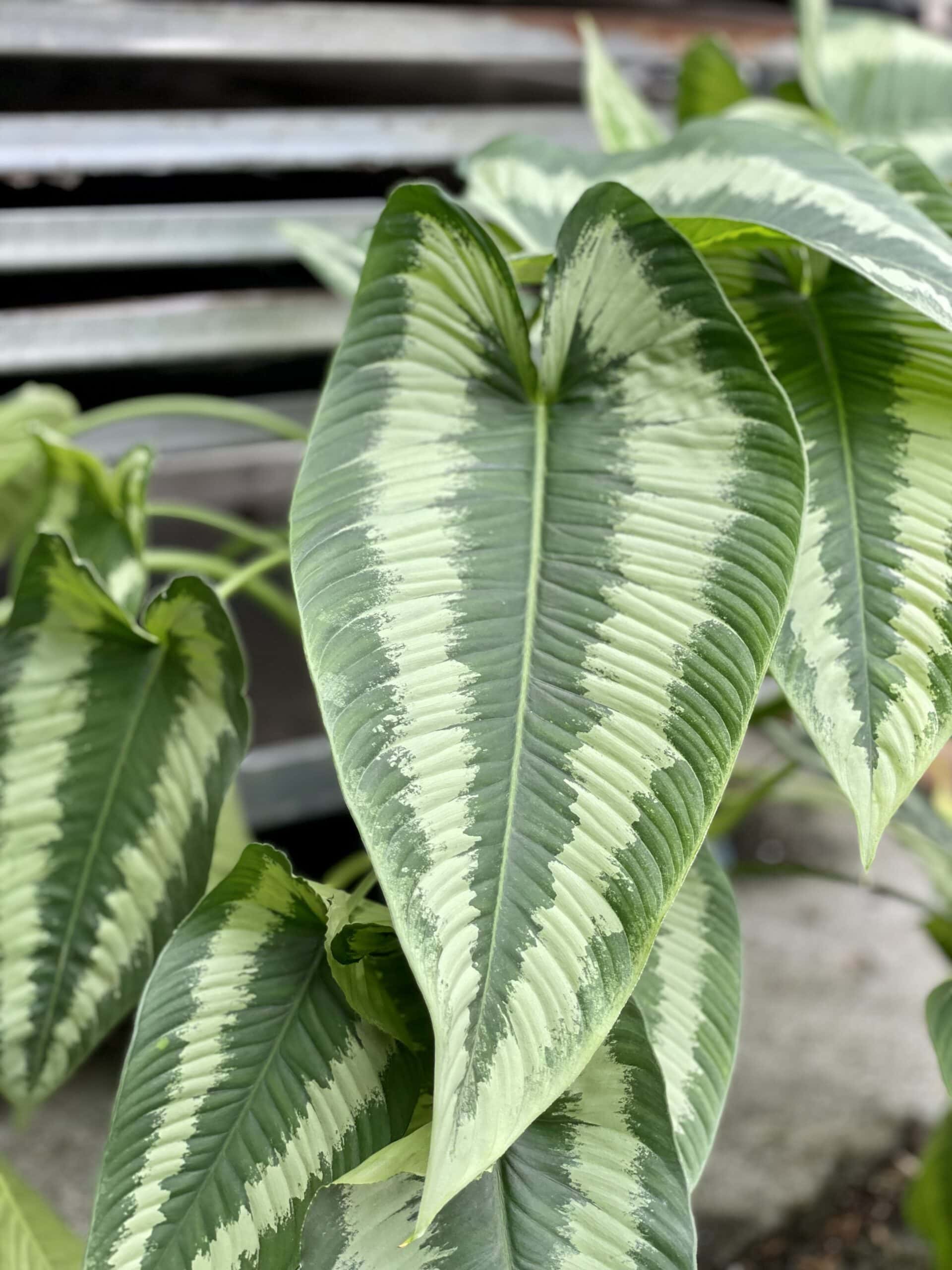 Schismatoglottis Wallichii – FleurExcel Inc.