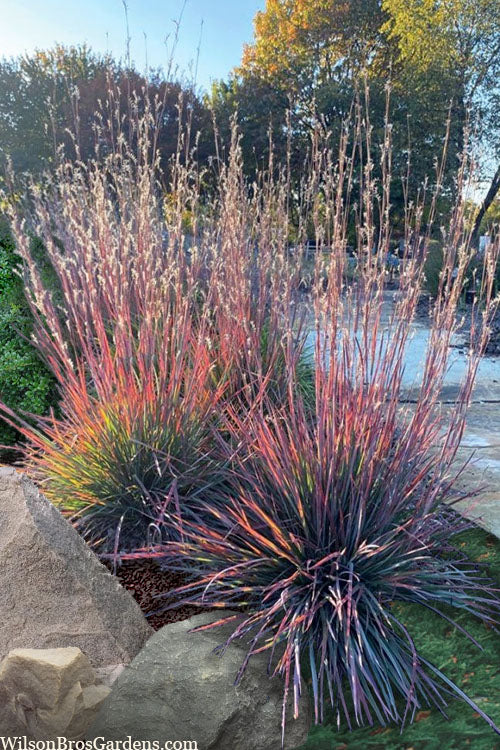 Schizachyrium scoparium  'Standing Ovation'