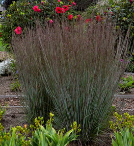 Panicum Prairie Winds 'Cheyenne Sky' - Graminée