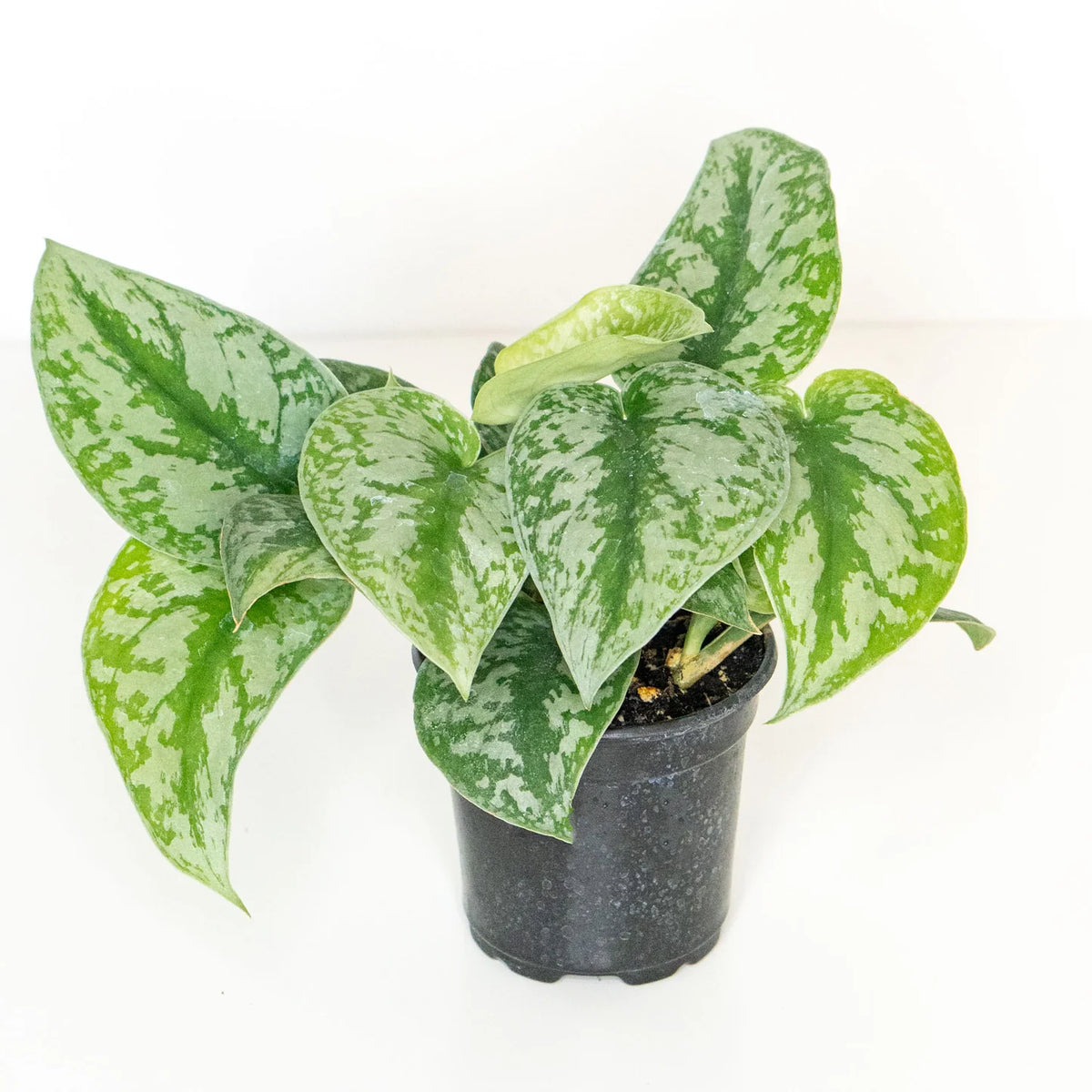 Scindapsus pictus