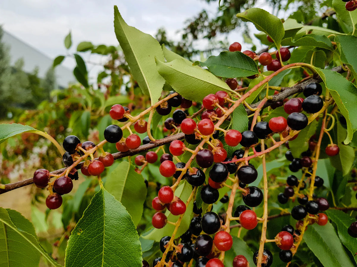 Prunus serotina - cerise noire