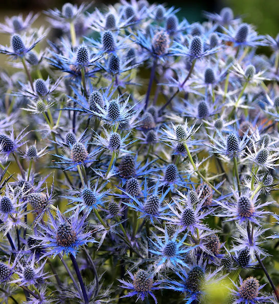 Eryngium 'Big Blue' (zab.)