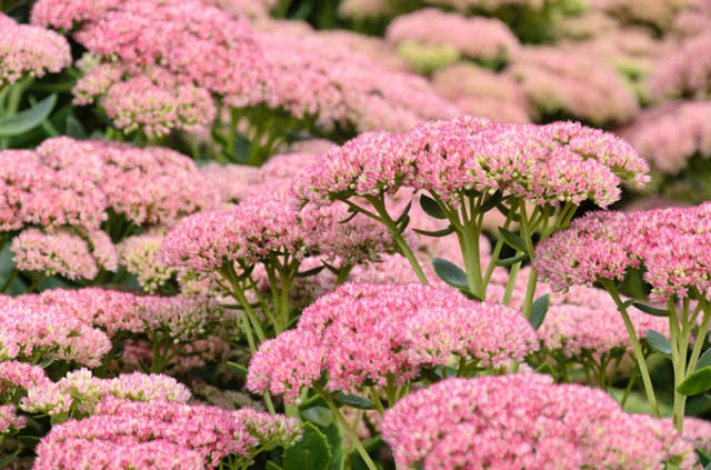 Sedum spectabile 'Herbstfreude' ('Autumn Joy')