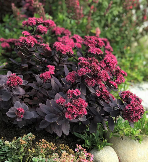 Sedum Plum Dazzler