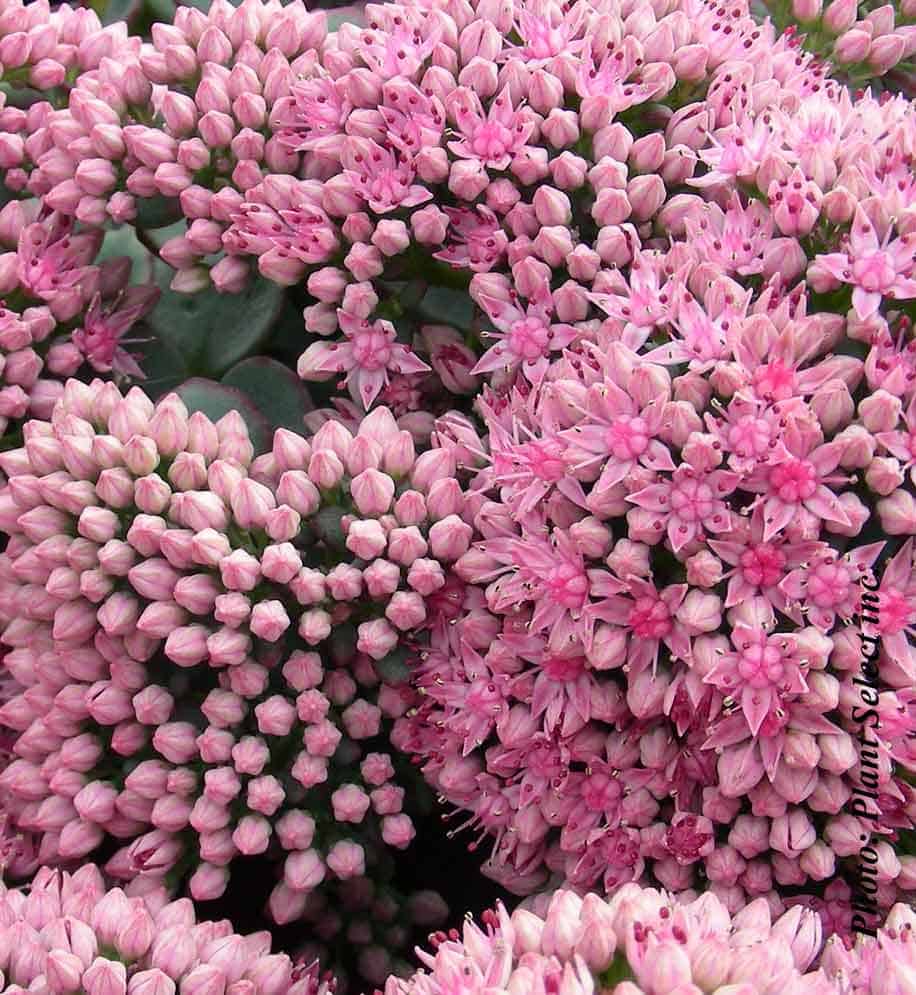 Sedum spathulis