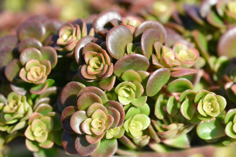 Sedum tetractinum 'Coral Reef' (Chinese Stonecrop)