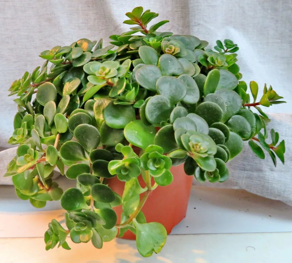Sedum makinoi 'Tundra Tornado'