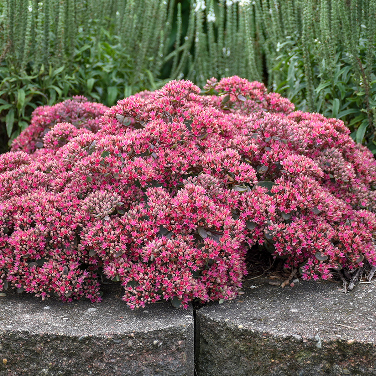 Sedum Rock'N Round 'Popstar'