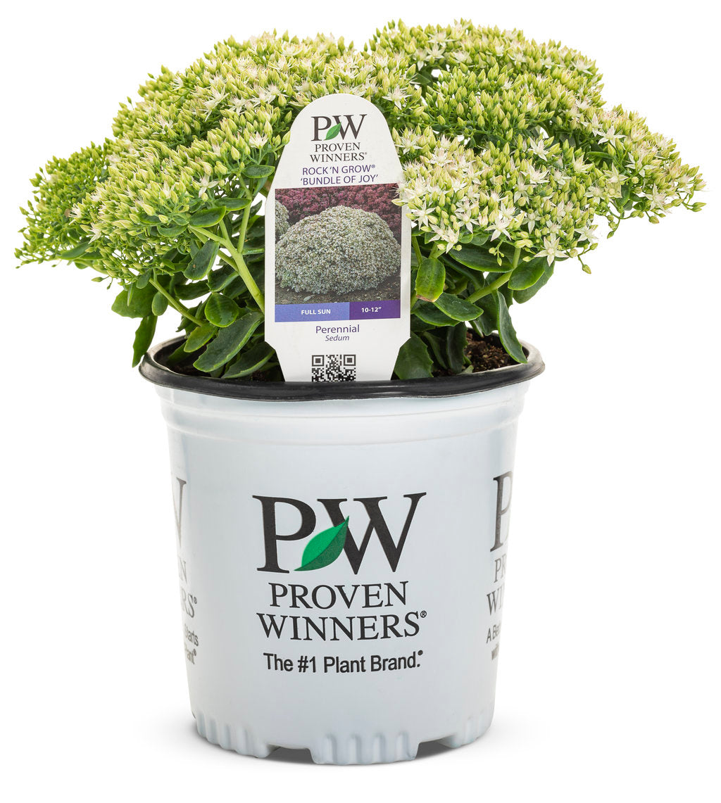 Sedum Rock'N Round® 'Bundle of Joy'
