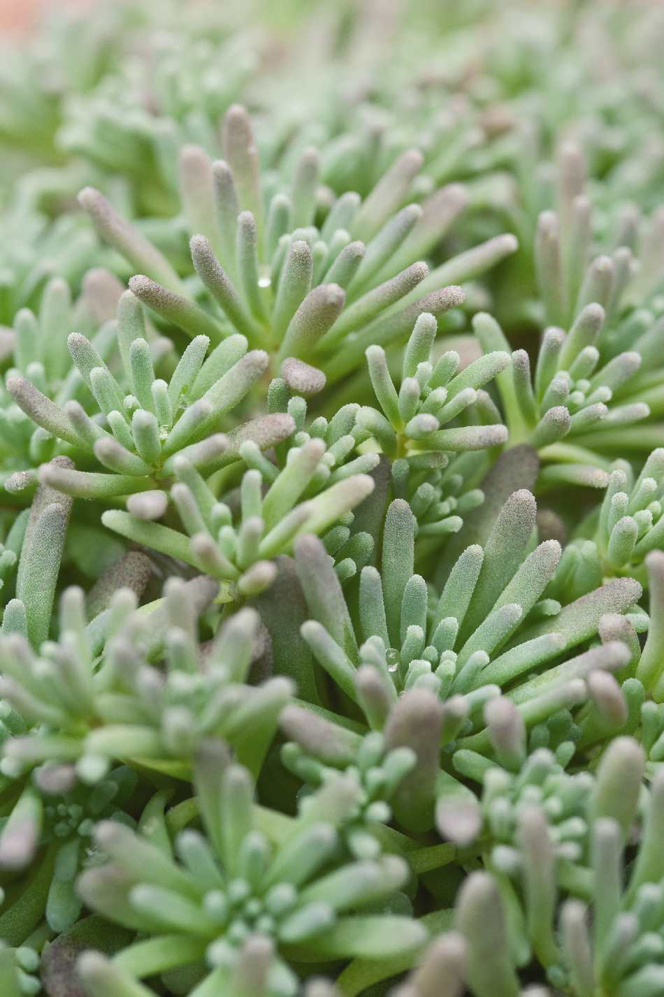 Sedum lizard