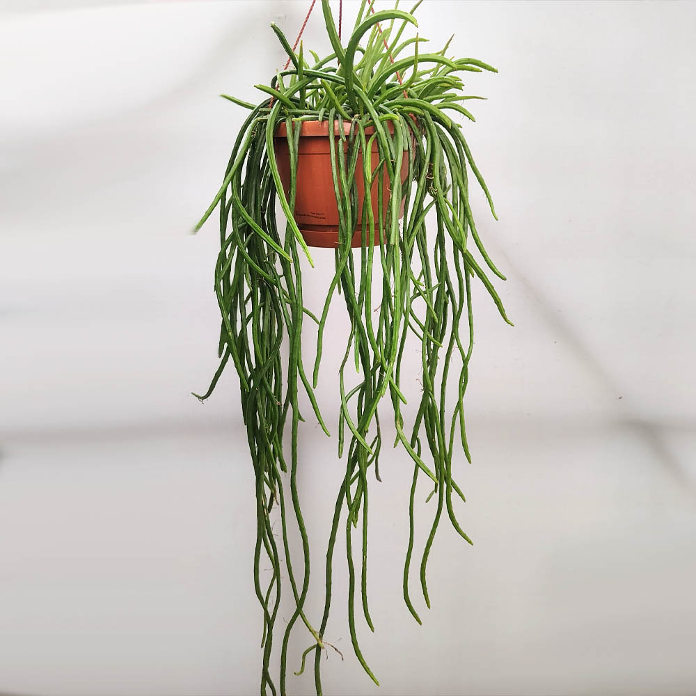 Rhipsalis Selenicereus
