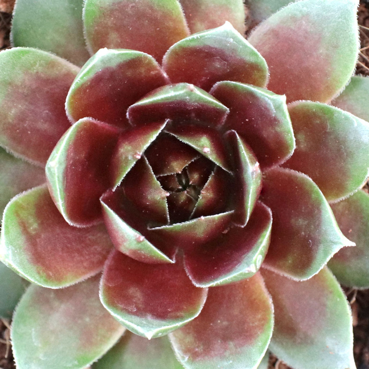 Sempervivum 'Red Heart'