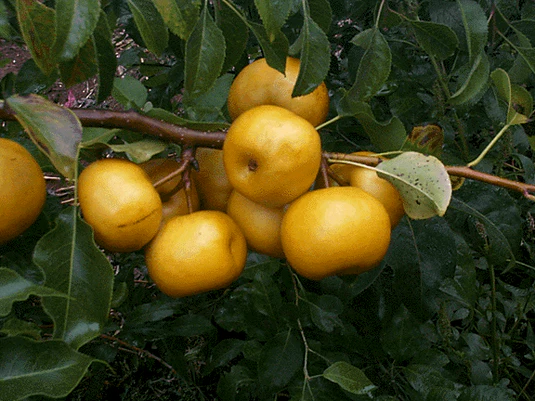 Poire asiatique Doitsu - asian pear - Pyrus pyrifolia