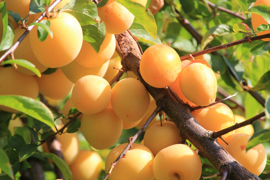 Prunus salicina 'Shiro' - Pruniers japonais