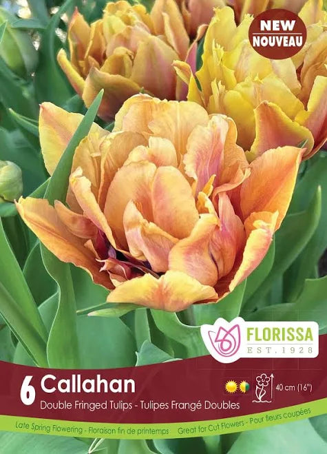 Bulbe d'automne - Tulipe Callahan