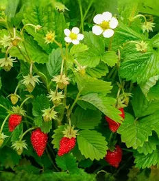 Seed - Strawberry Regina - West Coast Seeds