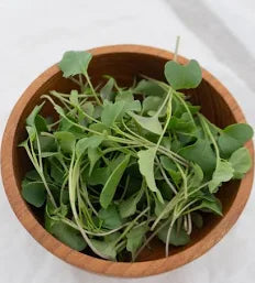 Seed - Organic Broccoli Microgreens - West Coast Seeds