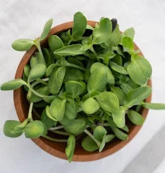 Seed - Organic Sunflower Microgreens - West Coast Seeds