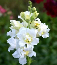 Semence - Snapdragon - Madame Butterfly Ivory F1  - West Coast Seeds