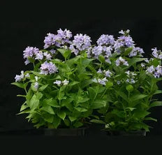 Seed - Borage - West Coast Seeds