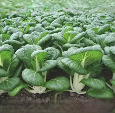 Seed - Pac Choi Microgreens - West Coast Seeds