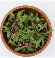 Seed - Swiss Chard Microgreens - West Coast Seeds