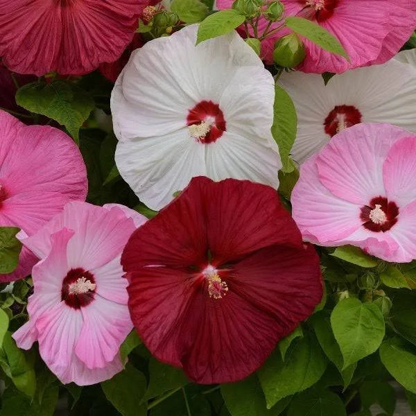 Hibiscus moscheutos - mix