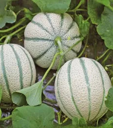 Seed - Melon D'artagnan F1 - West Coast Seeds