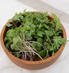 Seed - Kale Microgreens - West Coast Seeds