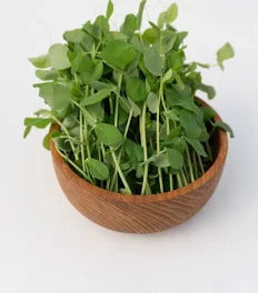 Seed - Pea Microgreens (Pea Shoots) - West Coast Seeds