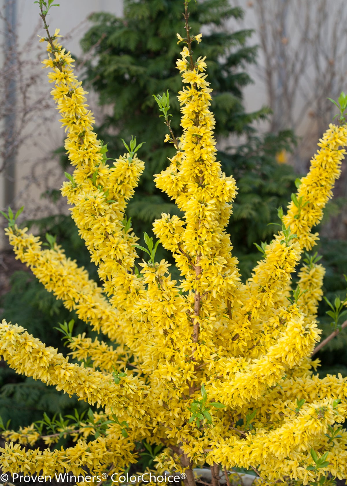 Forsythia intermedia 'Show  Off'