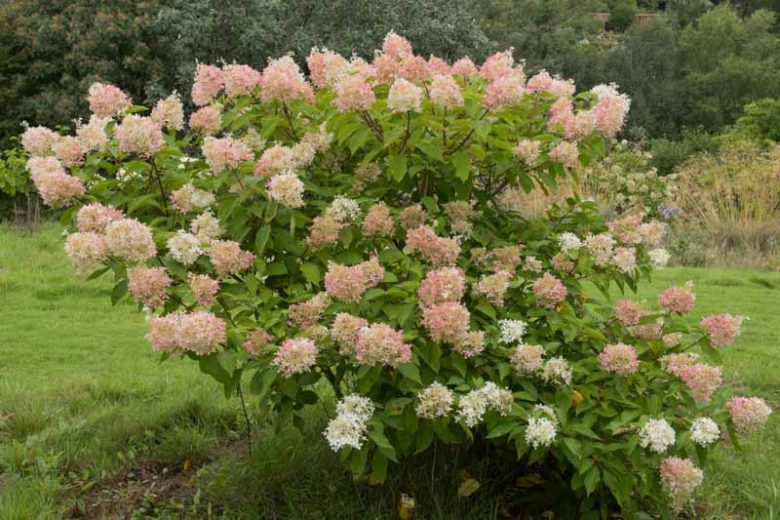 Hydrangea paniculata Phantom