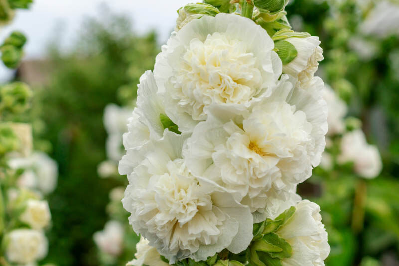 Alcea rosea 'Chater's Double' (blanc/white)