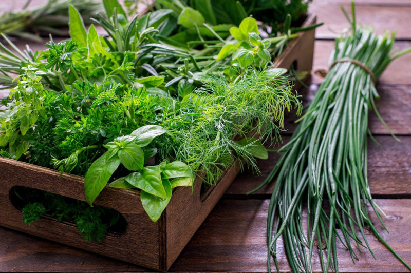 Fines herbes assorties en pot
