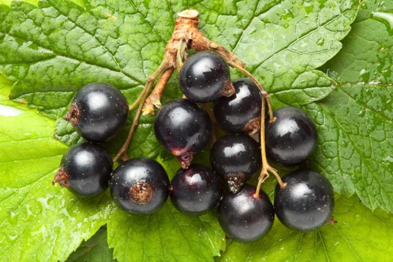 Ribes nigrum 'Ben Sarek' - cassis