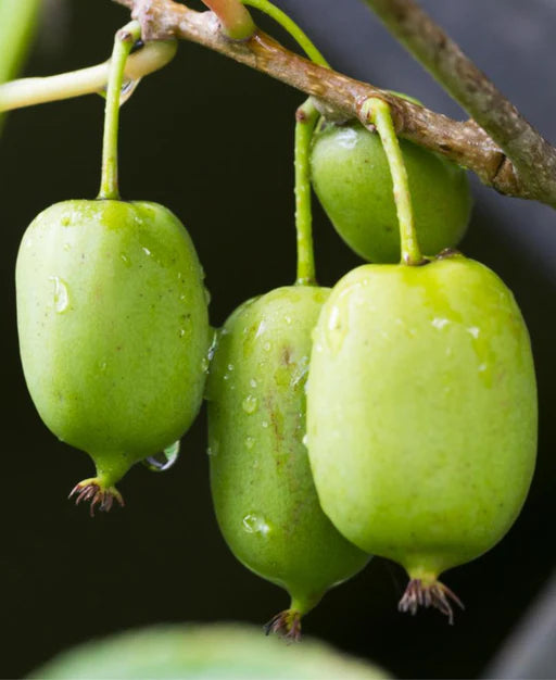 Actinidia Arguta 'Chung Bai' (Changbai) - Kiwi Femelle