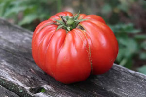 Seed - Sicilian Saucer Italian Tomato - Portage Seeds