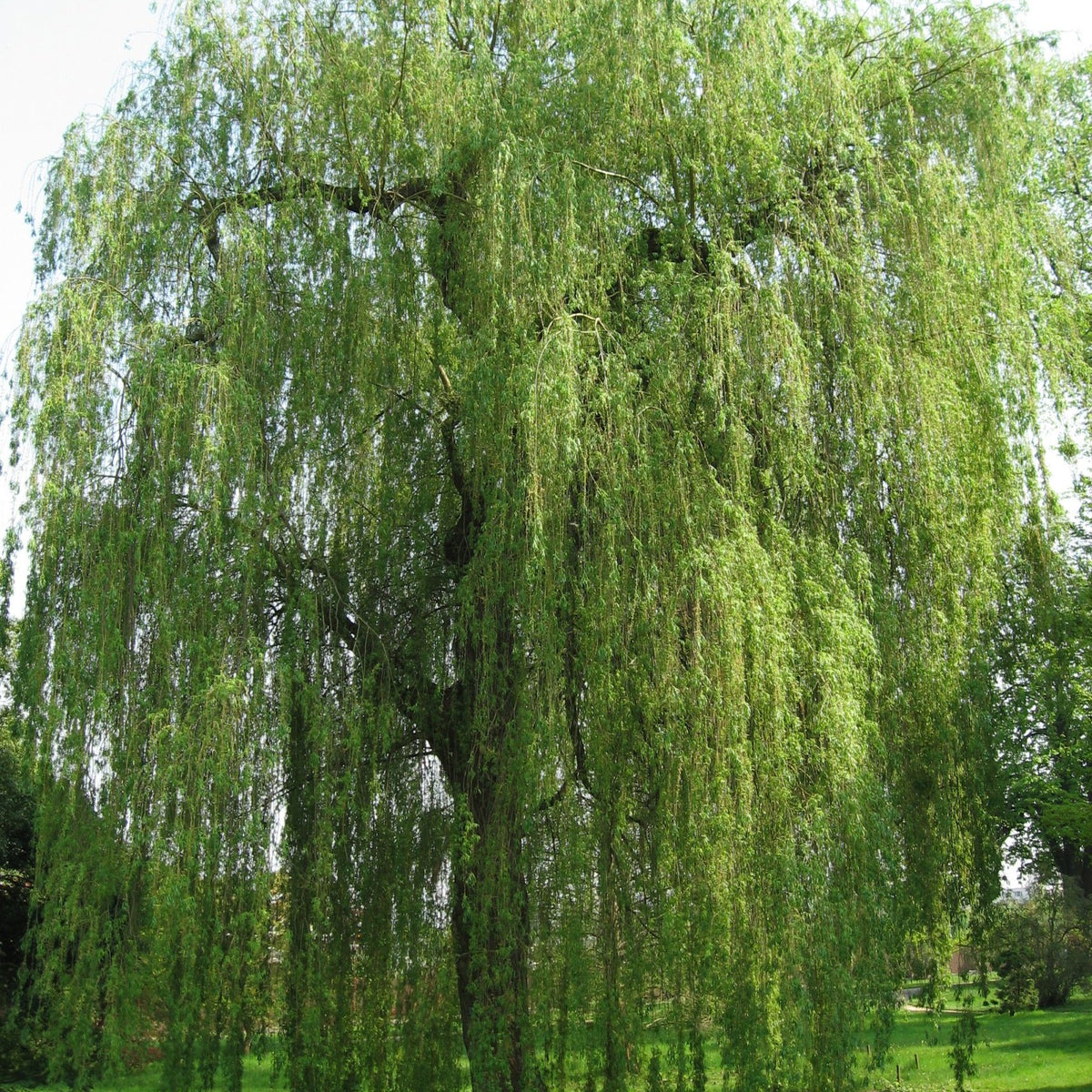 Salix - Alba - Tristis