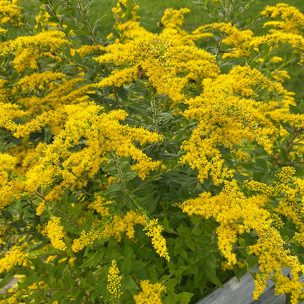 Solidago Rugosa – Verge d’or rugeuse – Rough Goldenrod