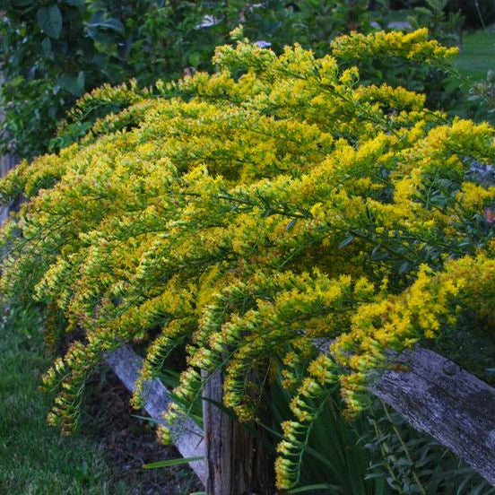 Solidago shortii 'Solar Cascade'