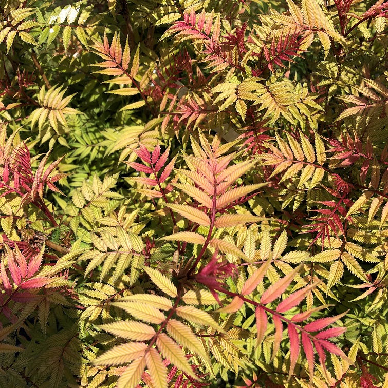 Sorbaria sorbifolia Mr.Mustard