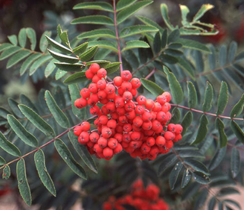 Sorbus aucuparia 'Cardinal Royal'