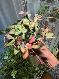 Hoya burtoniae f. variegata